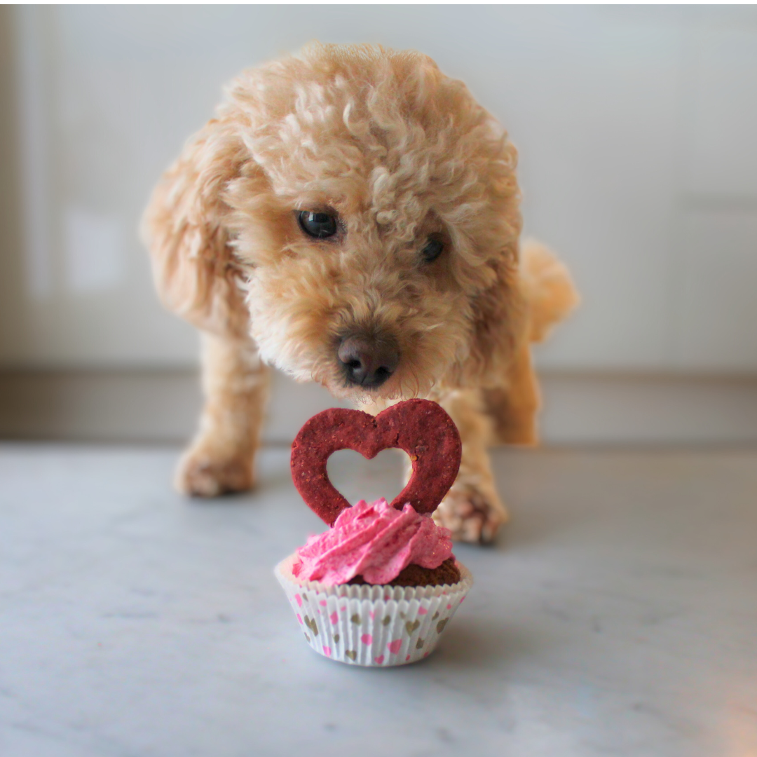 Pup-Cake - Special
