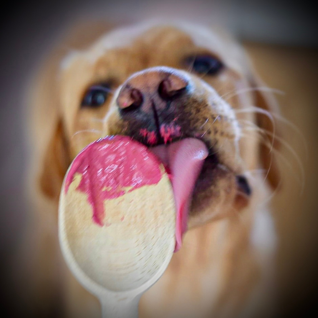 Salmon-Bites Backmischung für Hunde